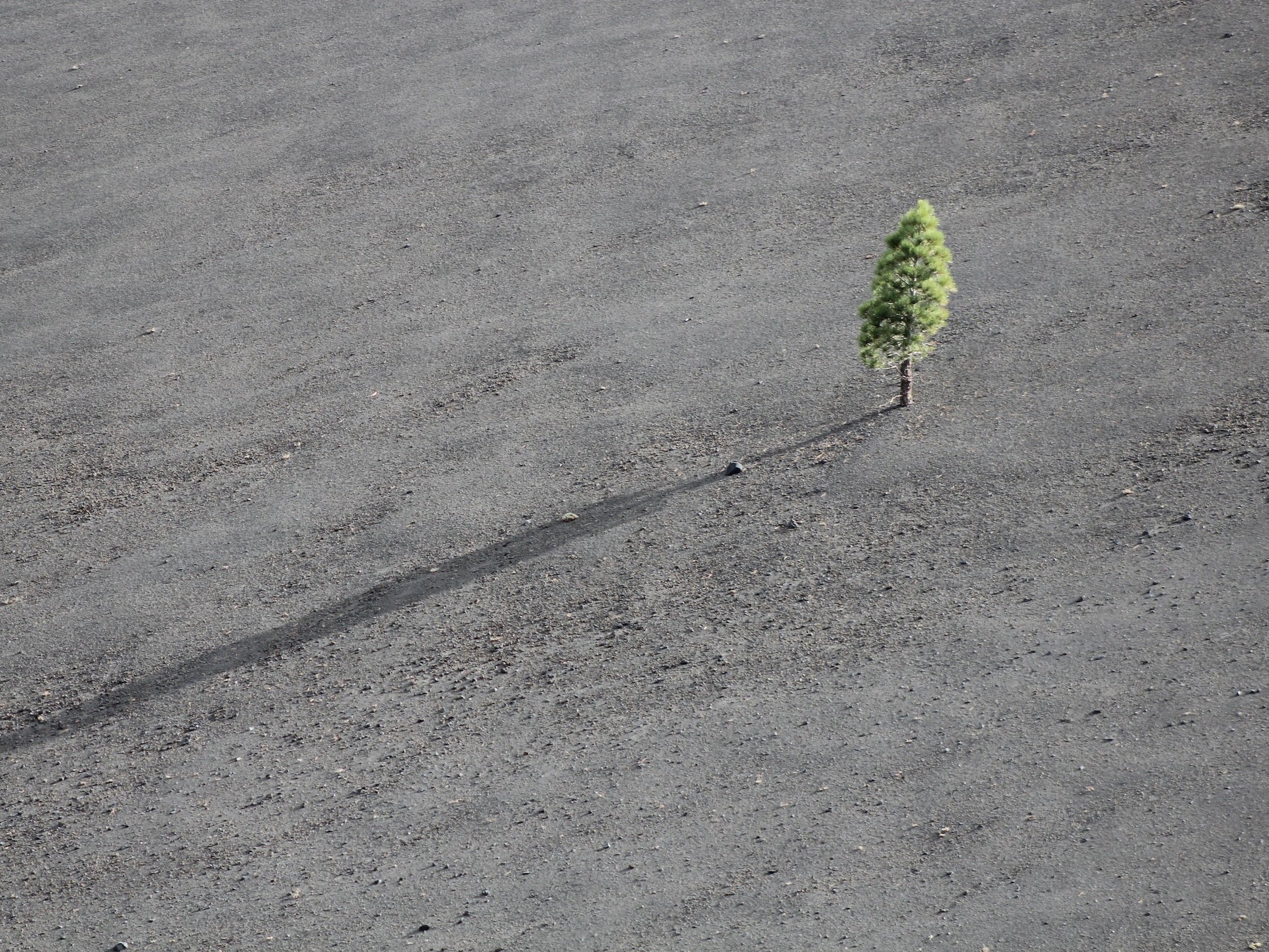 A solitary green tree grows in isolation in a grey, colourless baron landscape.