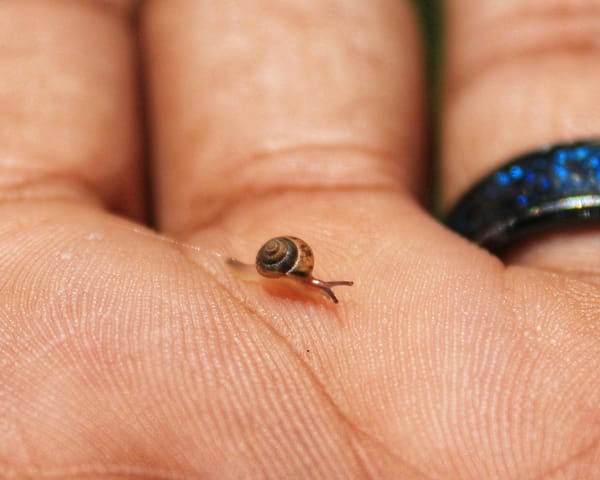 Tiny snail on a human palm, symbolising the concept of starting small.